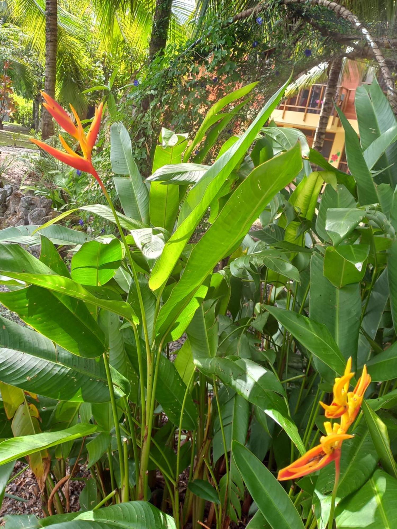 Babilonia Cahuita Exterior foto