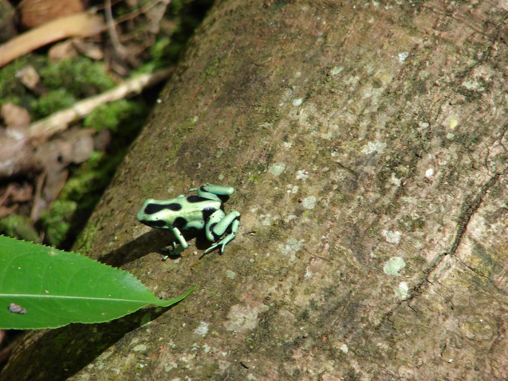 Babilonia Cahuita Quarto foto